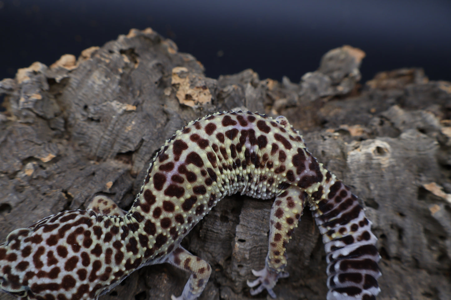 Female 50% Black Night 50% Turcmenicus