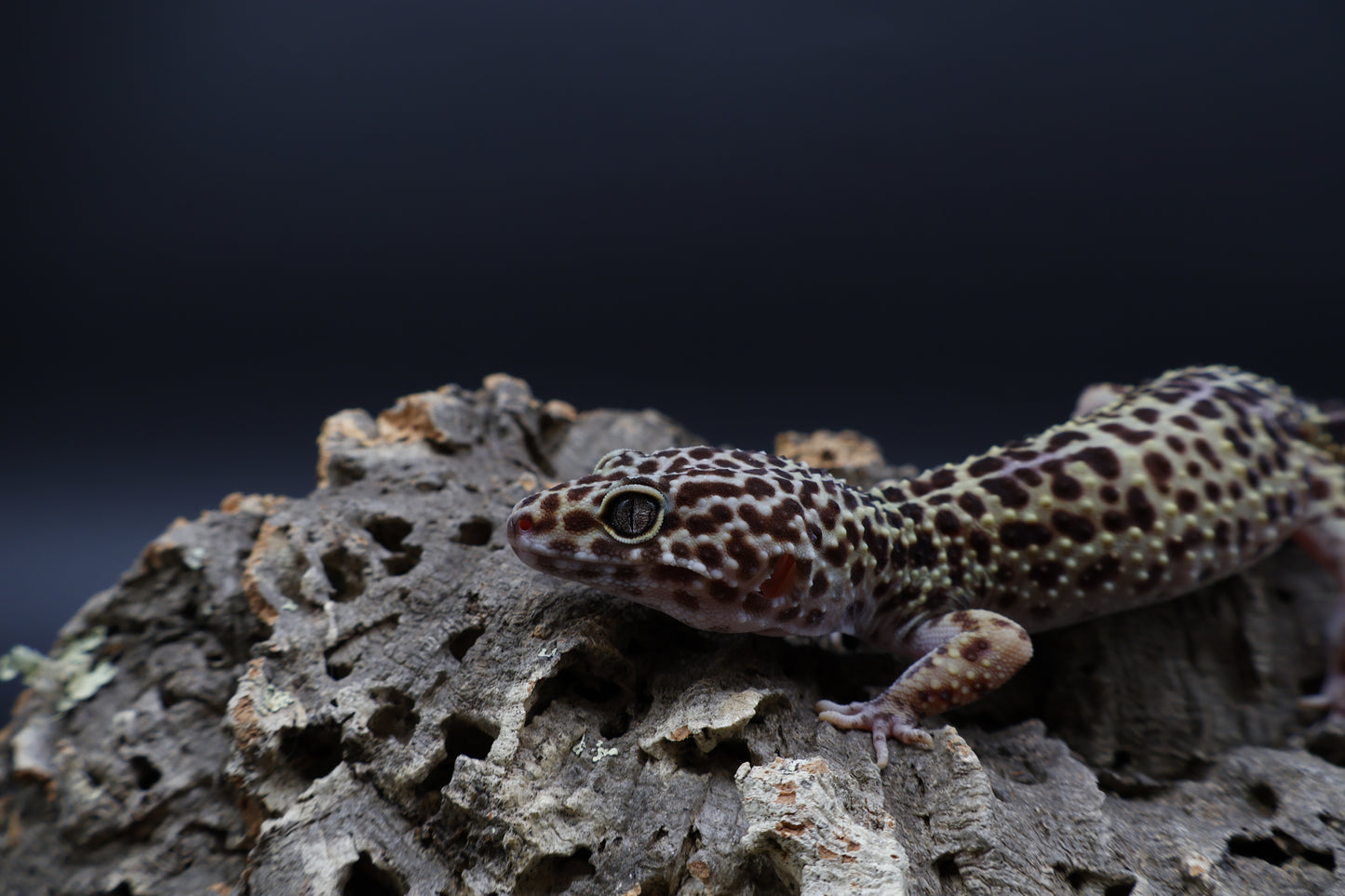 Female 50% Black Night 50% Turcmenicus