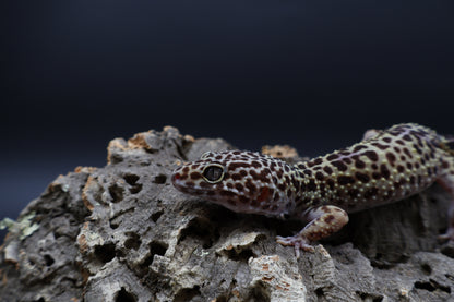 Female 50% Black Night 50% Turcmenicus