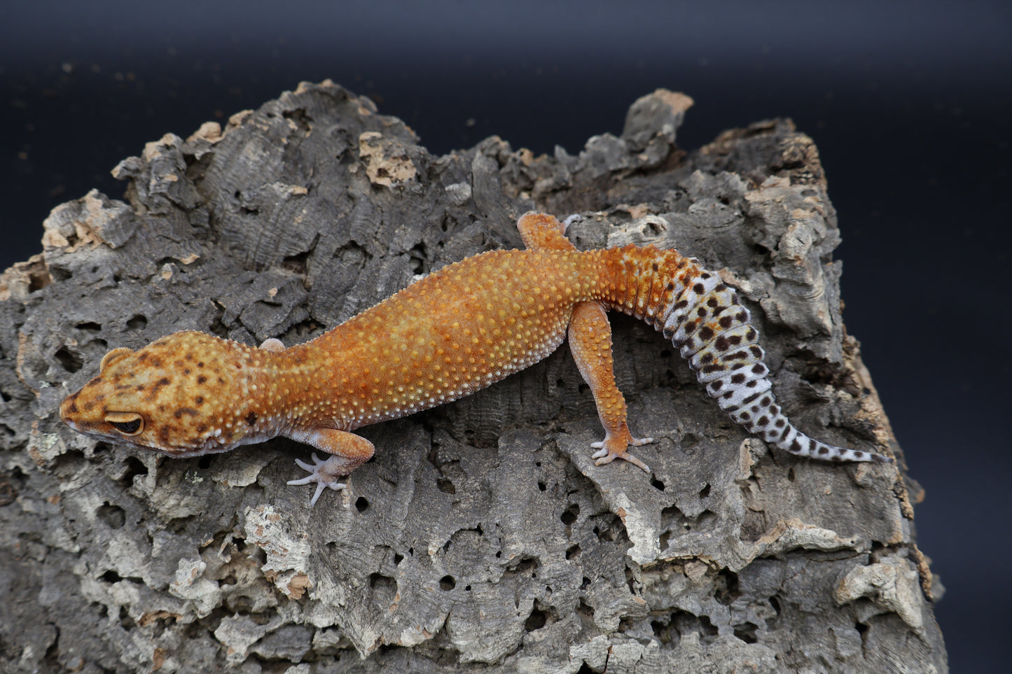 Female Mandarin Inferno