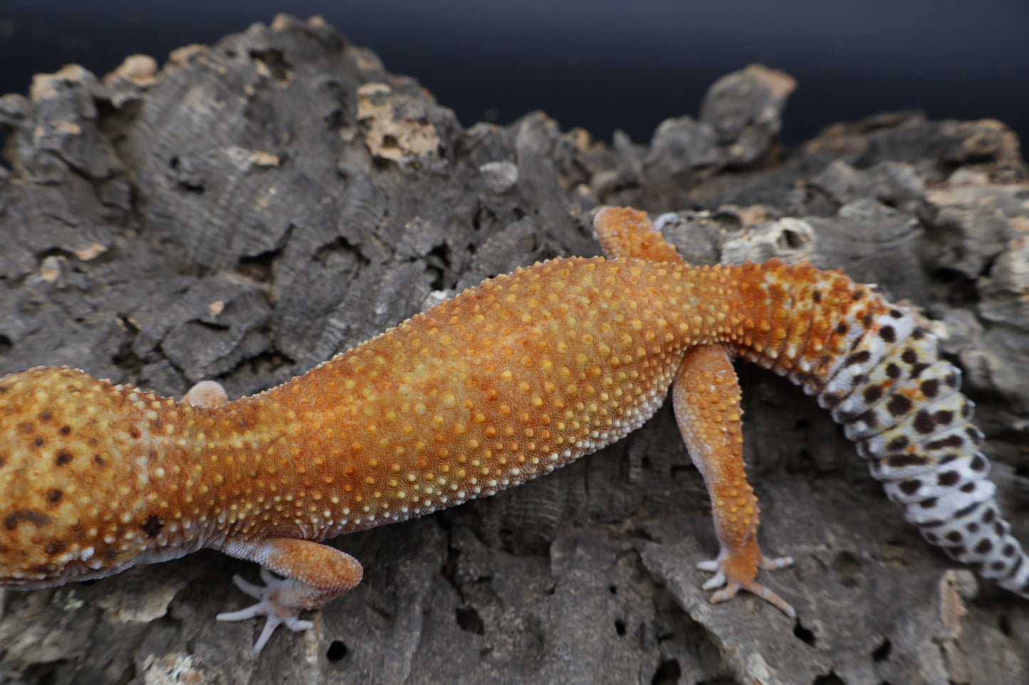 Female Mandarin Inferno