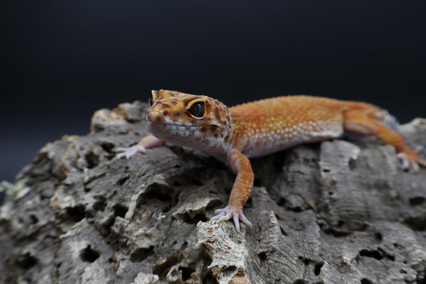 Female Mandarin Inferno