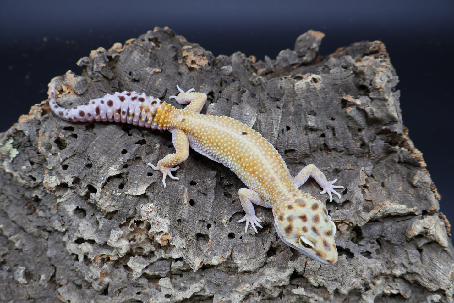 Female Hyper Xanthic Bold Emerine White & Yellow