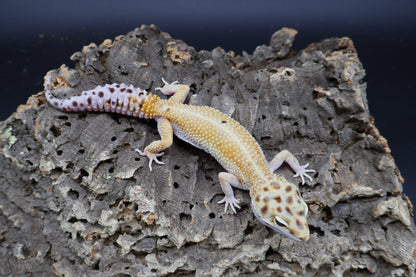 Female Hyper Xanthic Bold Emerine White & Yellow