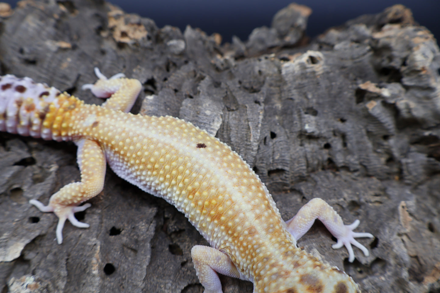 Female Hyper Xanthic Bold Emerine White & Yellow