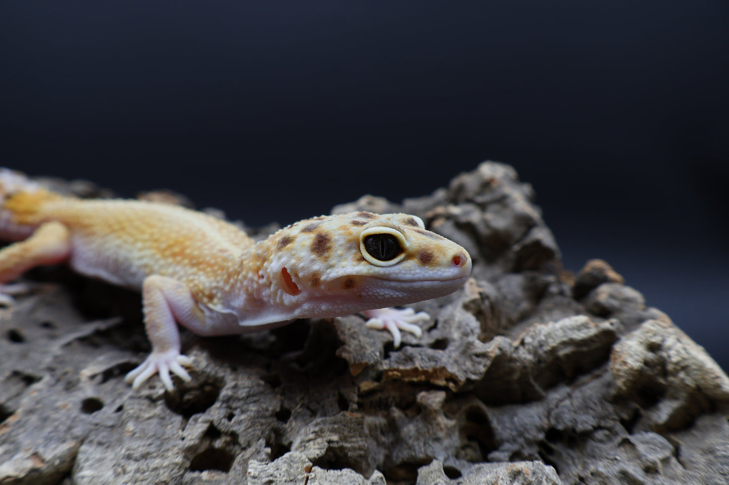 Female Hyper Xanthic Bold Emerine White & Yellow