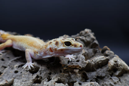 Female Hyper Xanthic Bold Emerine White & Yellow