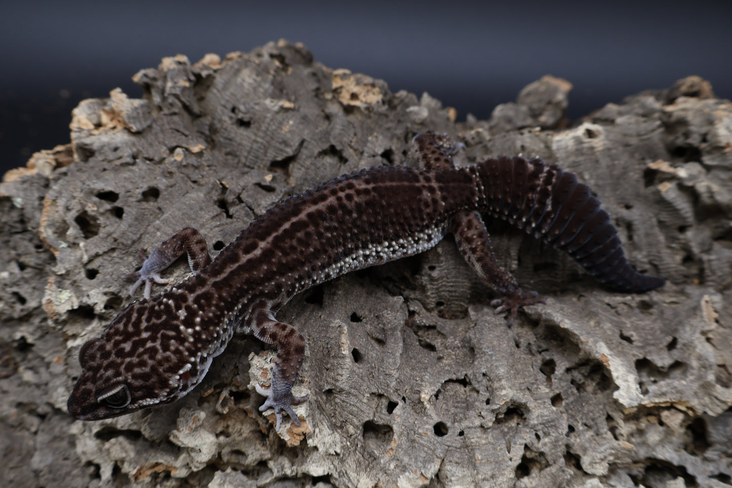 Female Black Night (A-Tier) - FREE SHIPPING