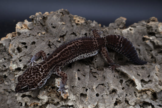 Female Black Night (A-Tier) - FREE SHIPPING