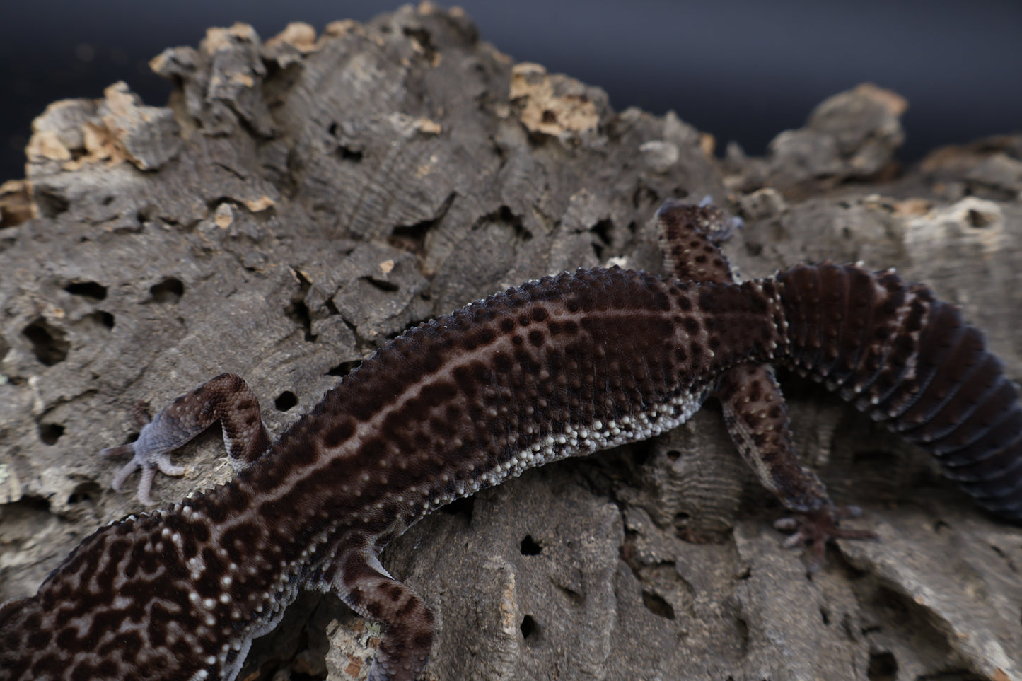 Female Black Night (A-Tier) - FREE SHIPPING