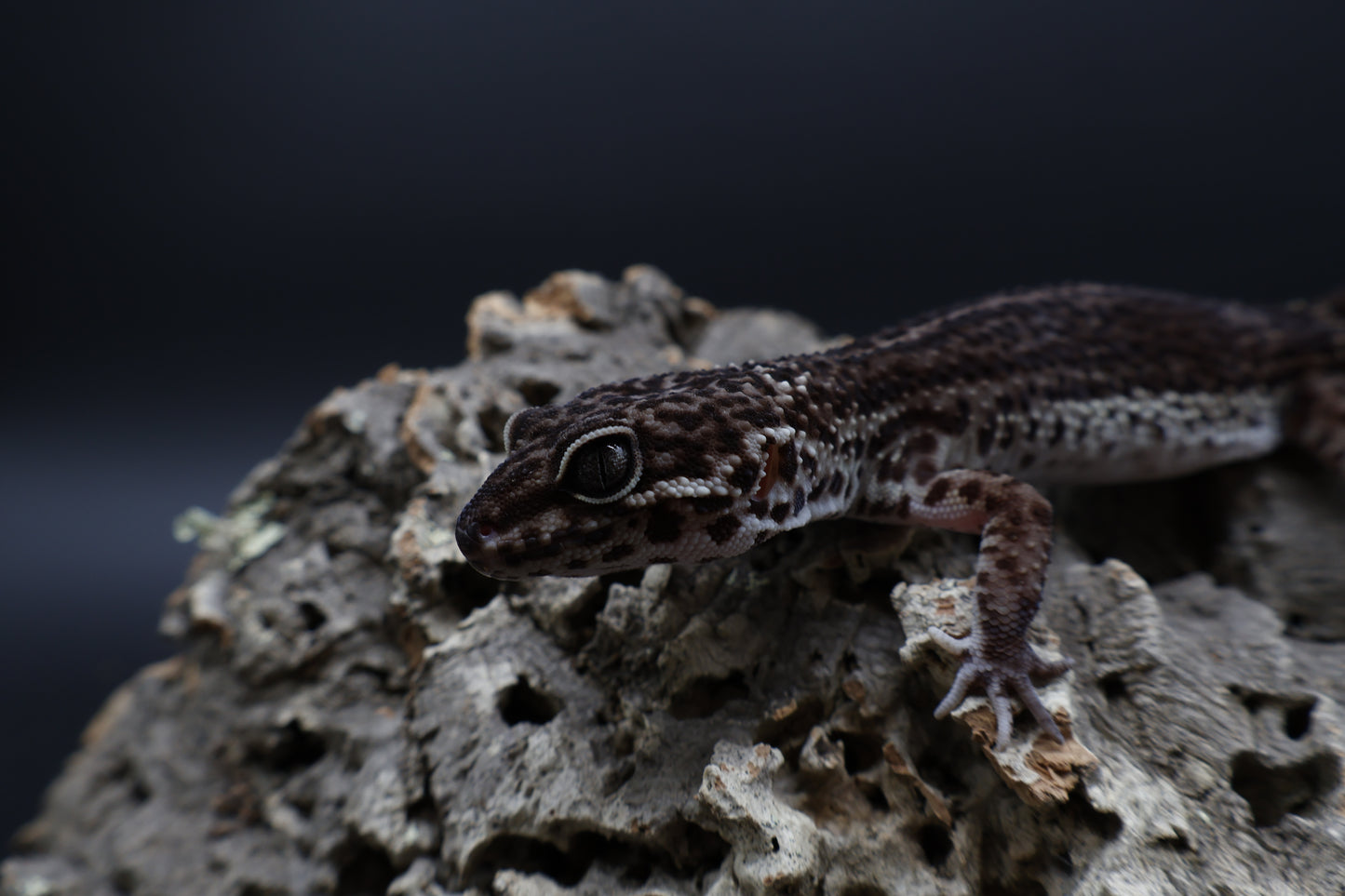 Female Black Night (A-Tier) - FREE SHIPPING