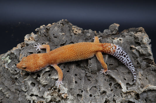 Female Tangerine Tornado