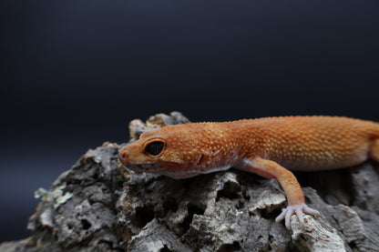 Female Tangerine Tornado