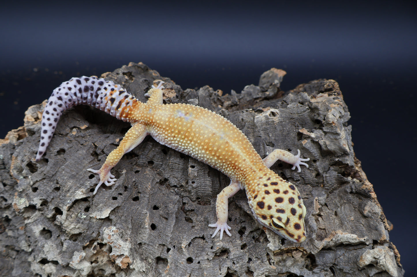 Female Mandarin Hyper Xanthic Bold possible White & Yellow