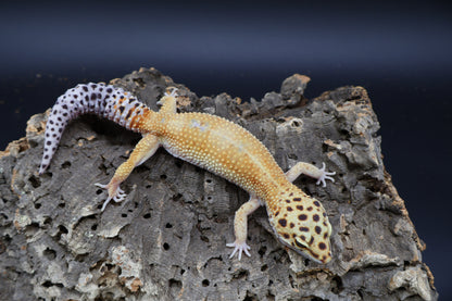 Female Mandarin Hyper Xanthic Bold possible White & Yellow