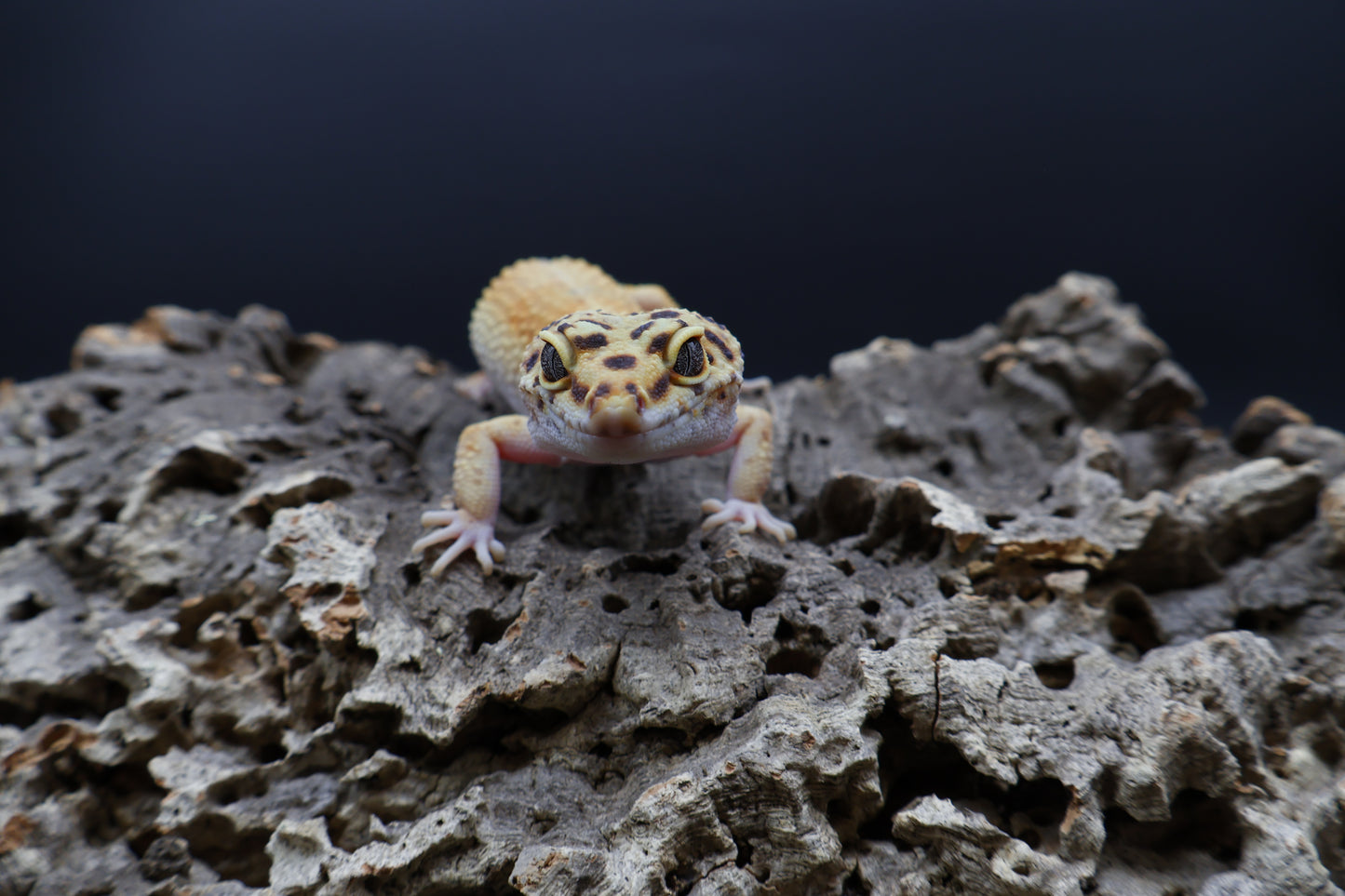 Female Mandarin Hyper Xanthic Bold possible White & Yellow