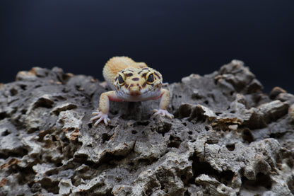 Female Mandarin Hyper Xanthic Bold possible White & Yellow