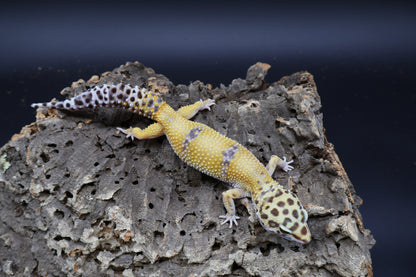 Female 100% het Cipher