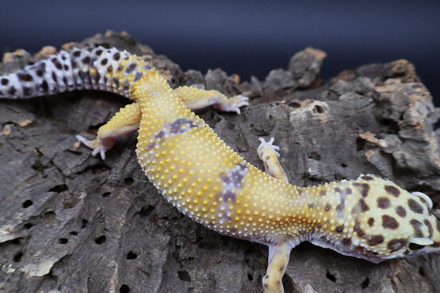 Female 100% het Cipher