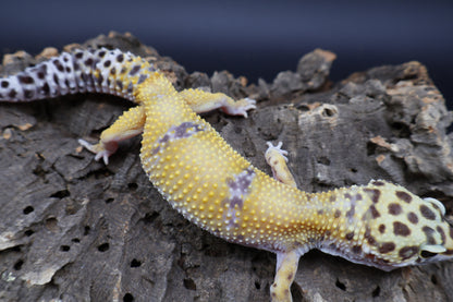 Female 100% het Cipher