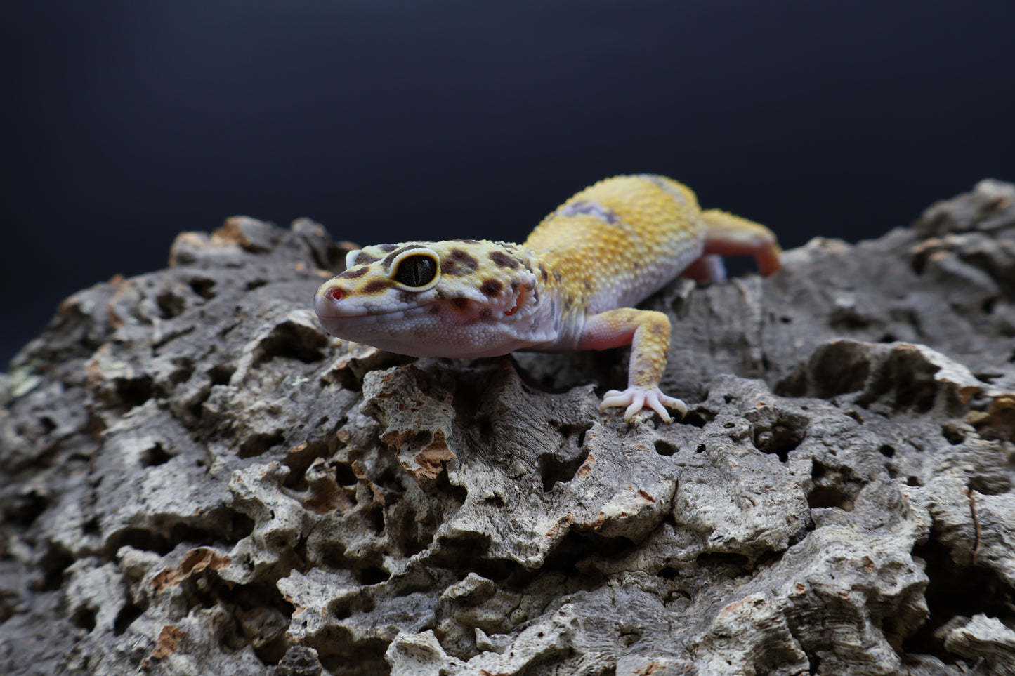 Female 100% het Cipher