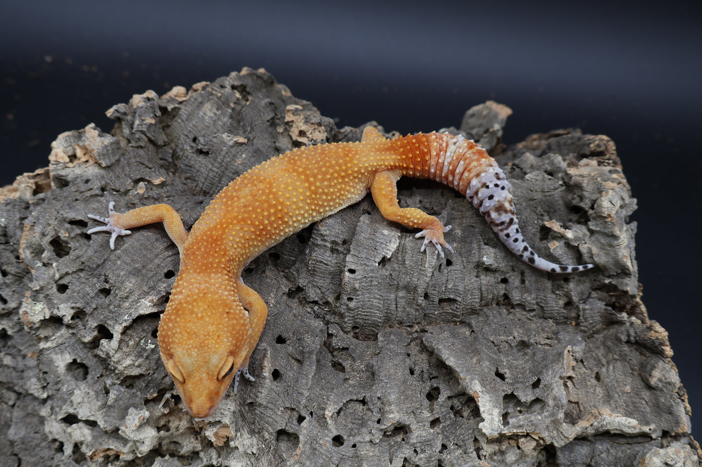 Female Tangerine Tornado