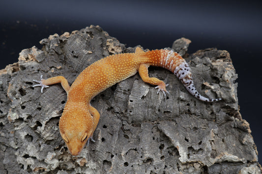Female Tangerine Tornado