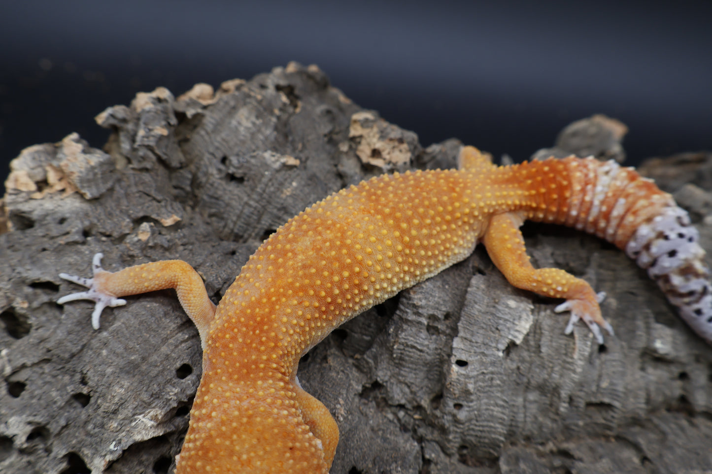 Female Tangerine Tornado