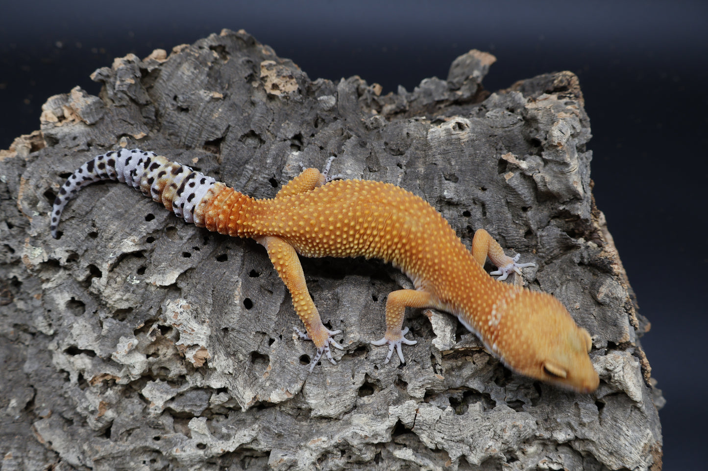 Female Tangerine Tornado