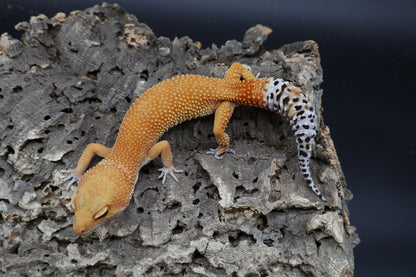 Female Tangerine Tornado