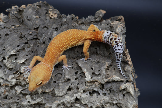Female Tangerine Tornado