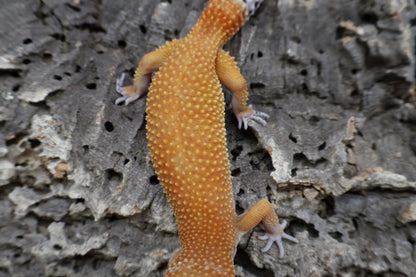 Female Tangerine Tornado