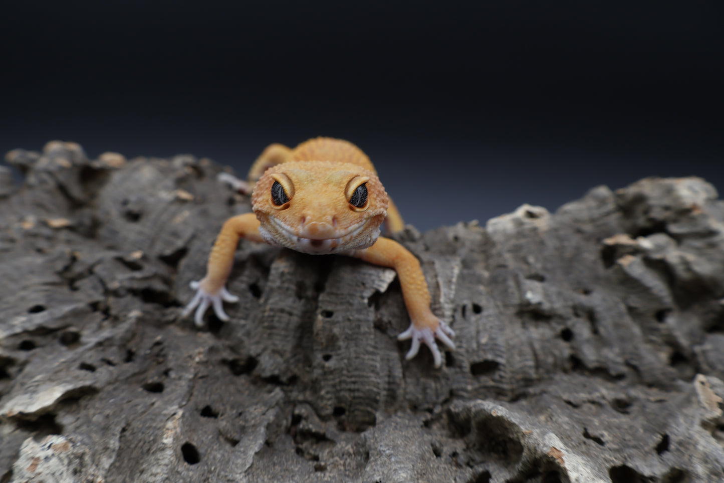 Female Tangerine Tornado