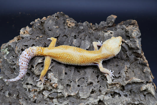 Female Firewater (Rainwater Albino + Tangerine)