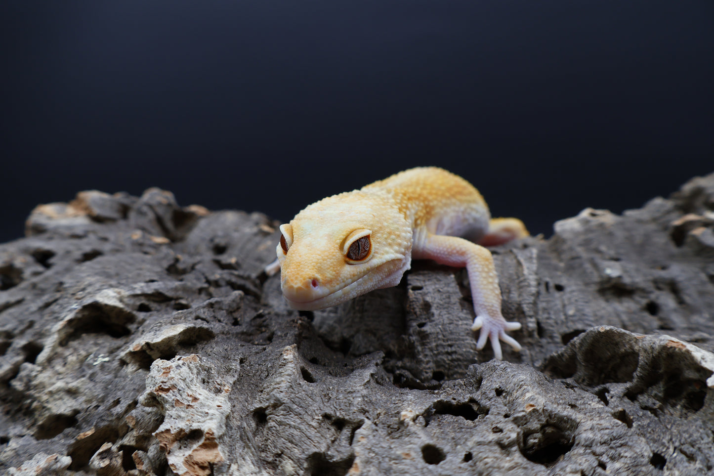 Female Firewater (Rainwater Albino + Tangerine)