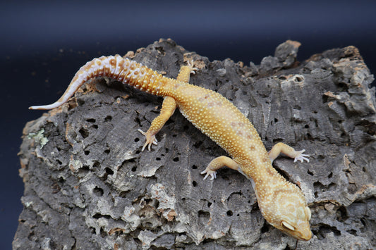 Female Firewater (Rainwater Albino + Tangerine)