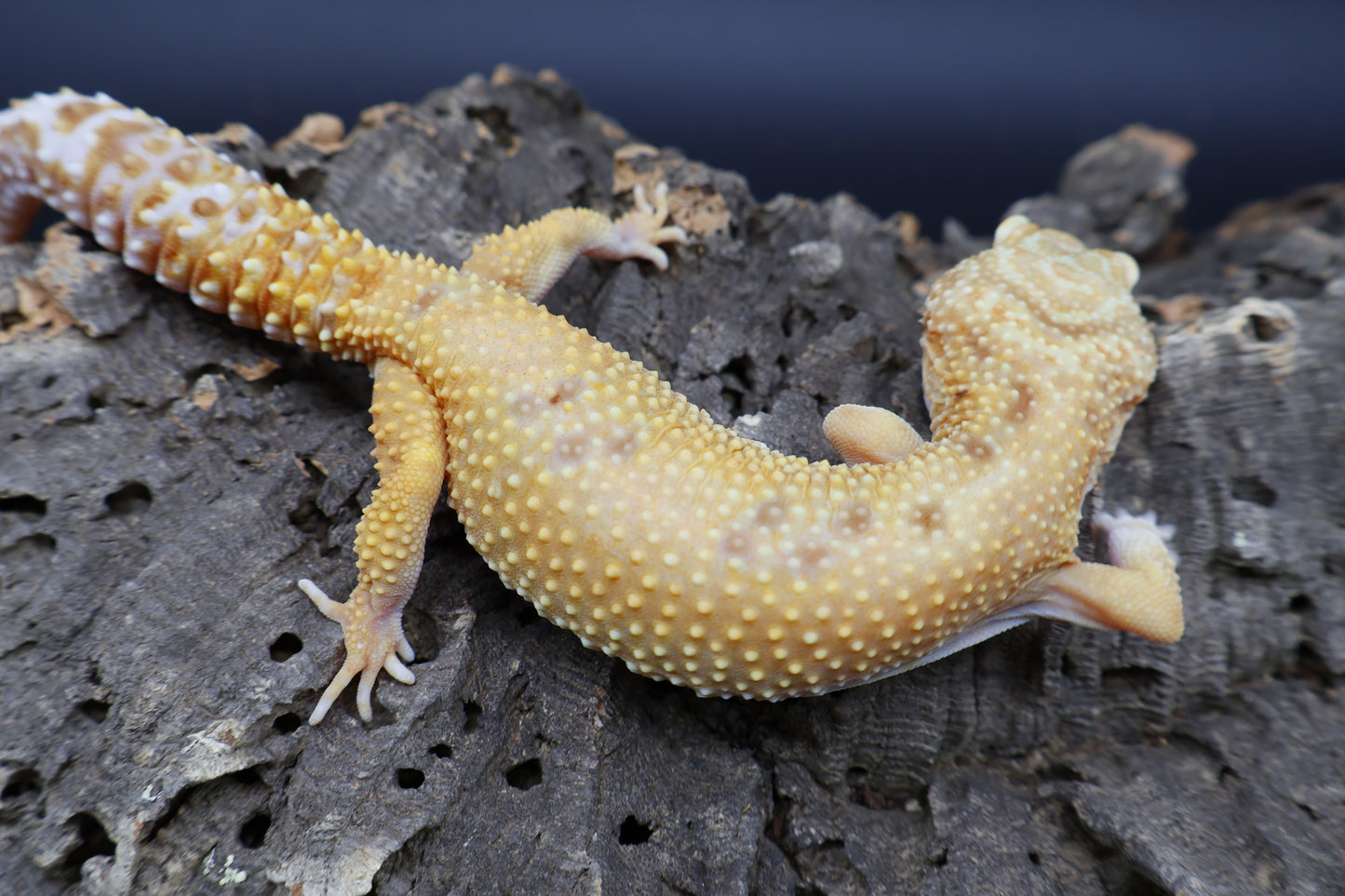 Female Firewater (Rainwater Albino + Tangerine)