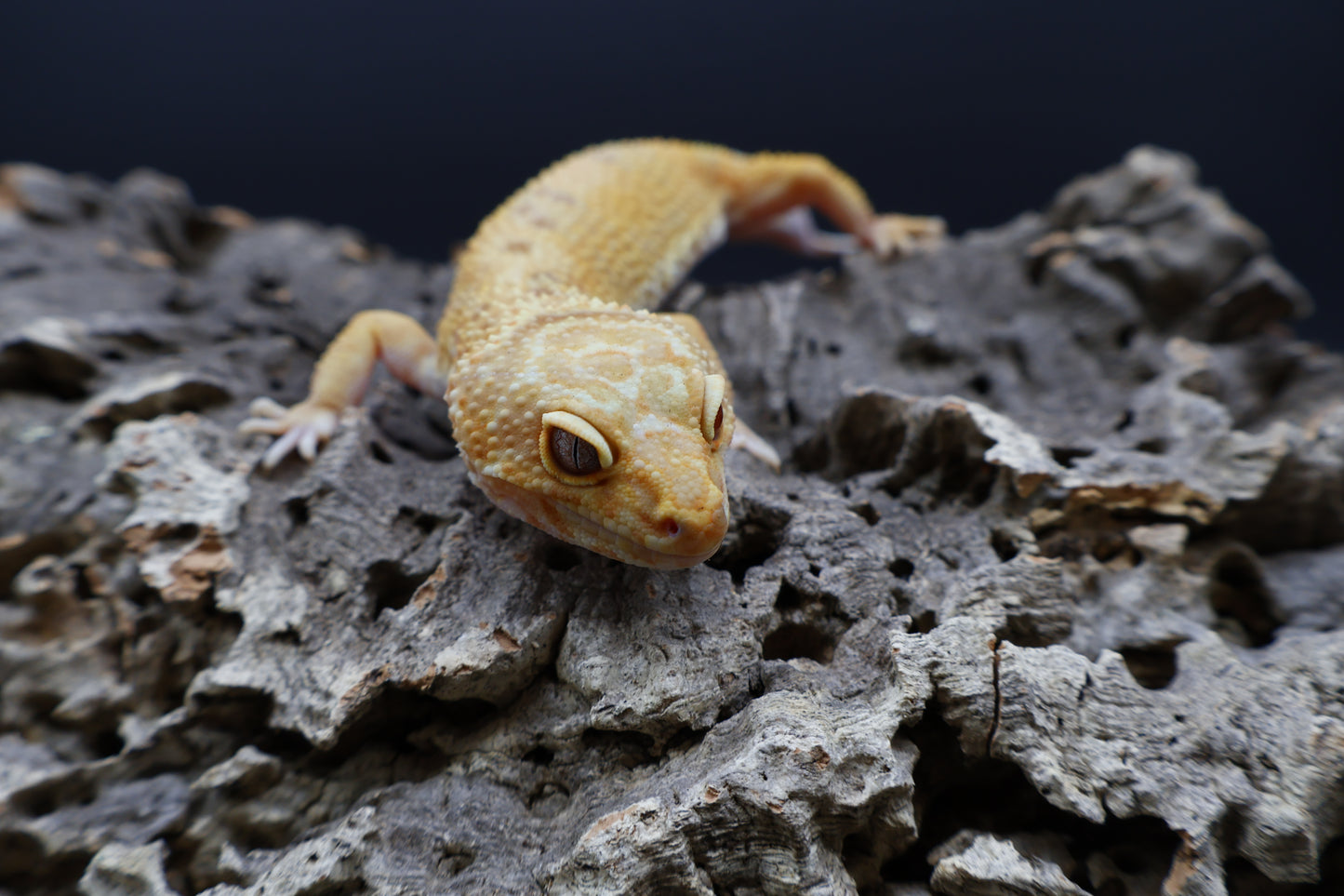 Female Firewater (Rainwater Albino + Tangerine)