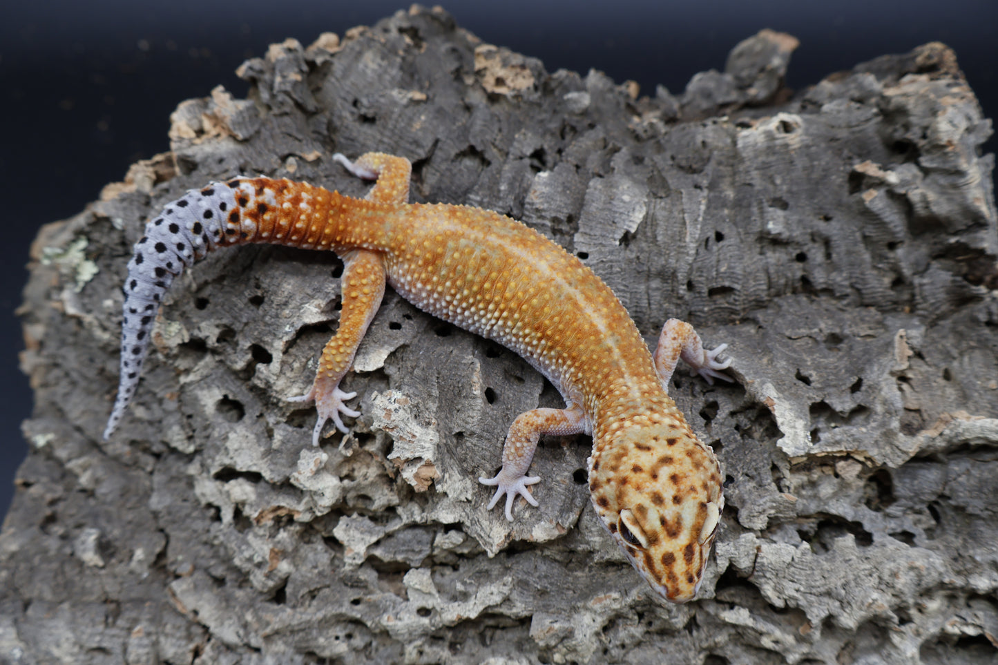 Female Mandarin Inferno