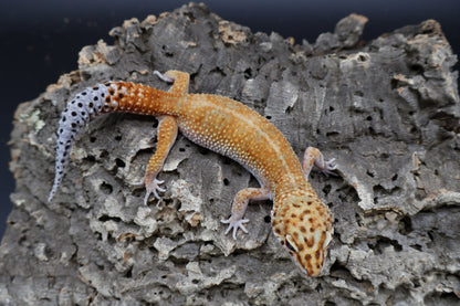 Female Mandarin Inferno
