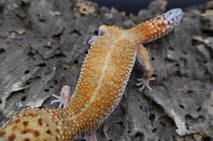 Female Mandarin Inferno