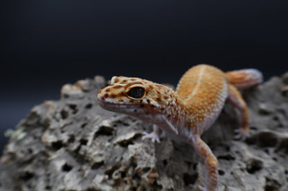 Female Mandarin Inferno