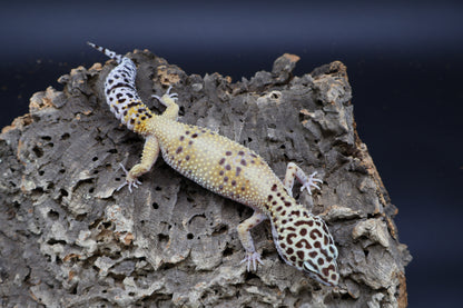 Female Firebold pos. het Cipher (Smiley Licky Tongue Headstamp)