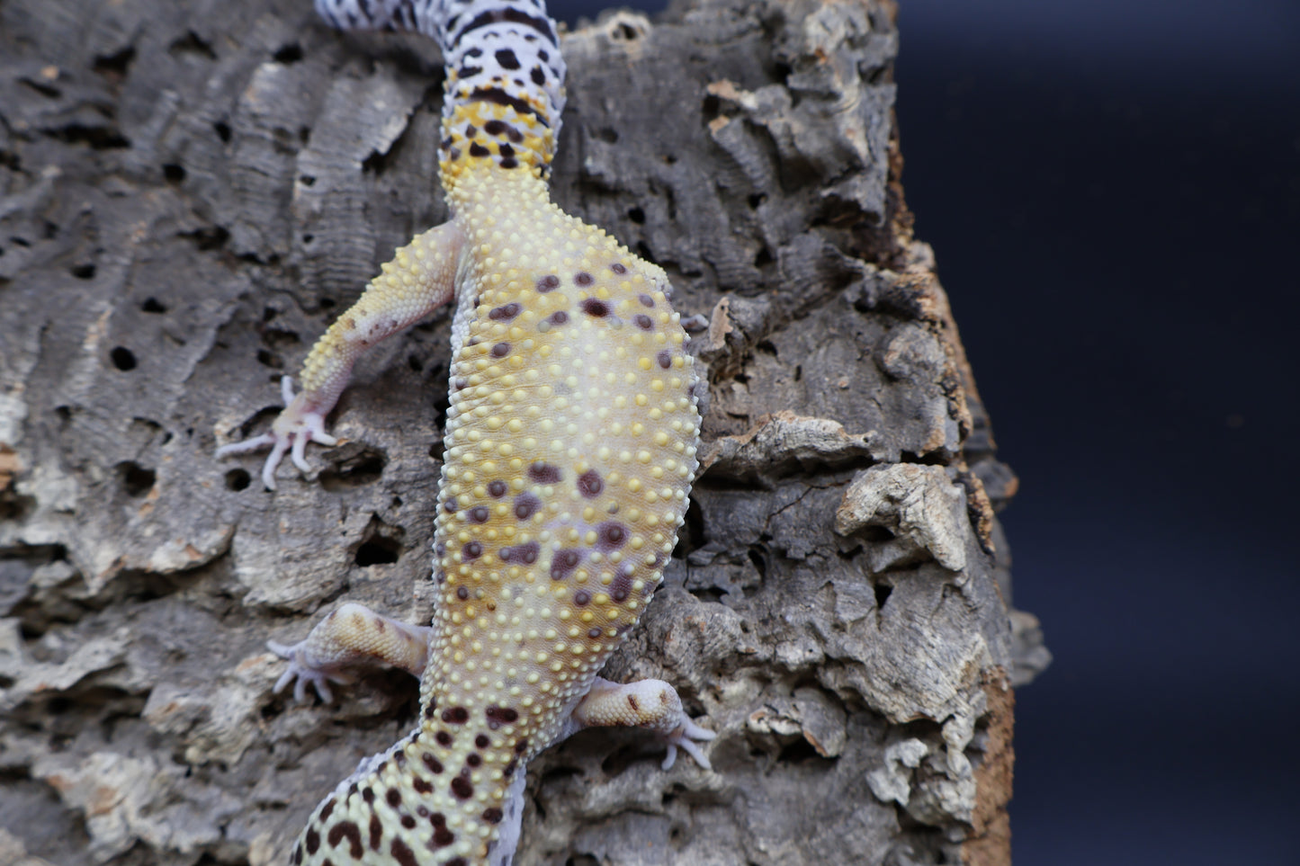 Female Firebold pos. het Cipher (Smiley Licky Tongue Headstamp)