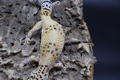 Female Firebold pos. het Cipher (Smiley Licky Tongue Headstamp)