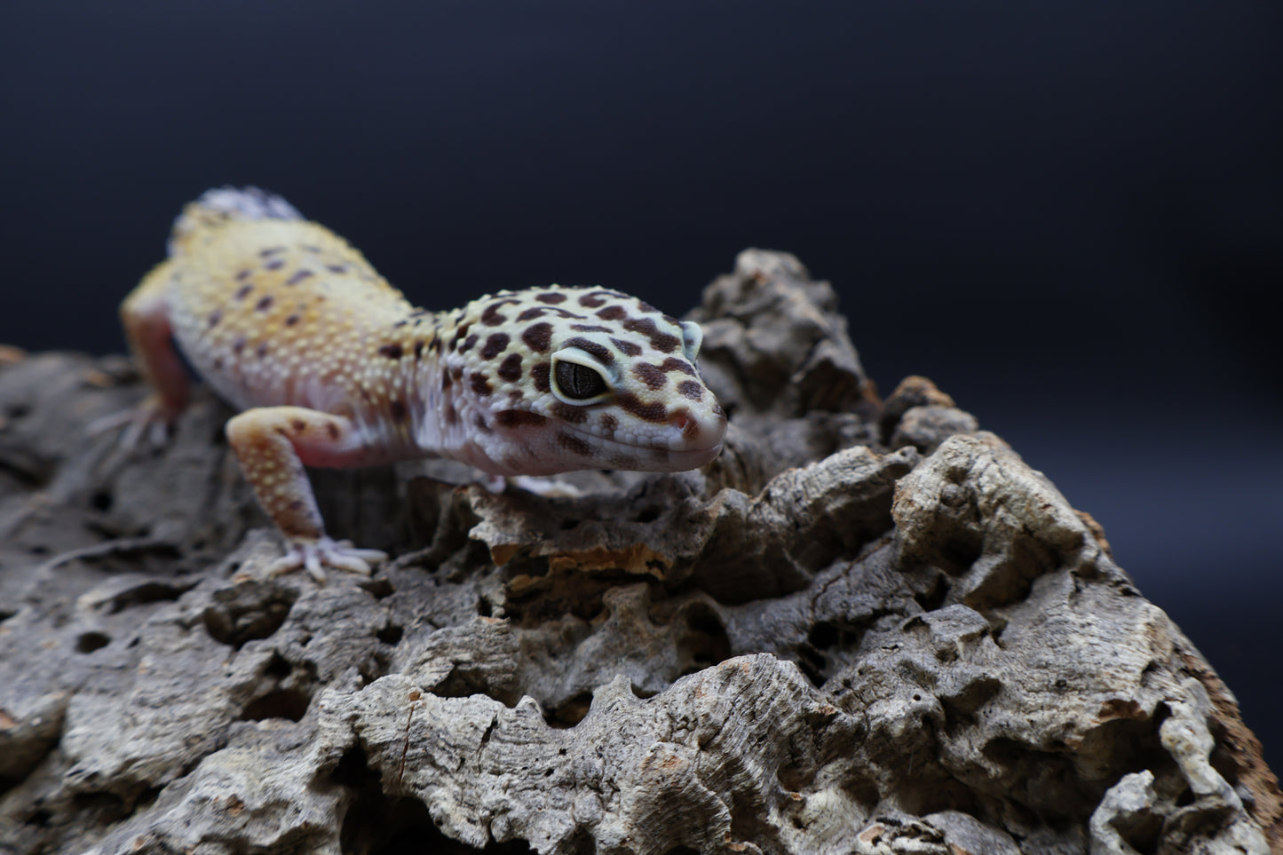 Female Firebold pos. het Cipher (Smiley Licky Tongue Headstamp)