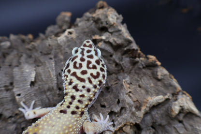 Female Firebold pos. het Cipher (Smiley Licky Tongue Headstamp)