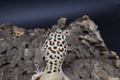 Female Firebold pos. het Cipher (Smiley Licky Tongue Headstamp)