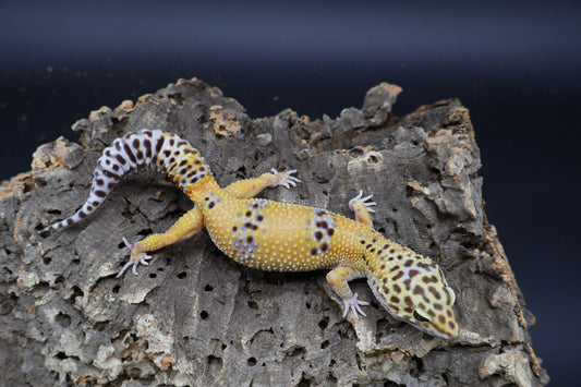 Female Firebold lavender pos. het Cipher