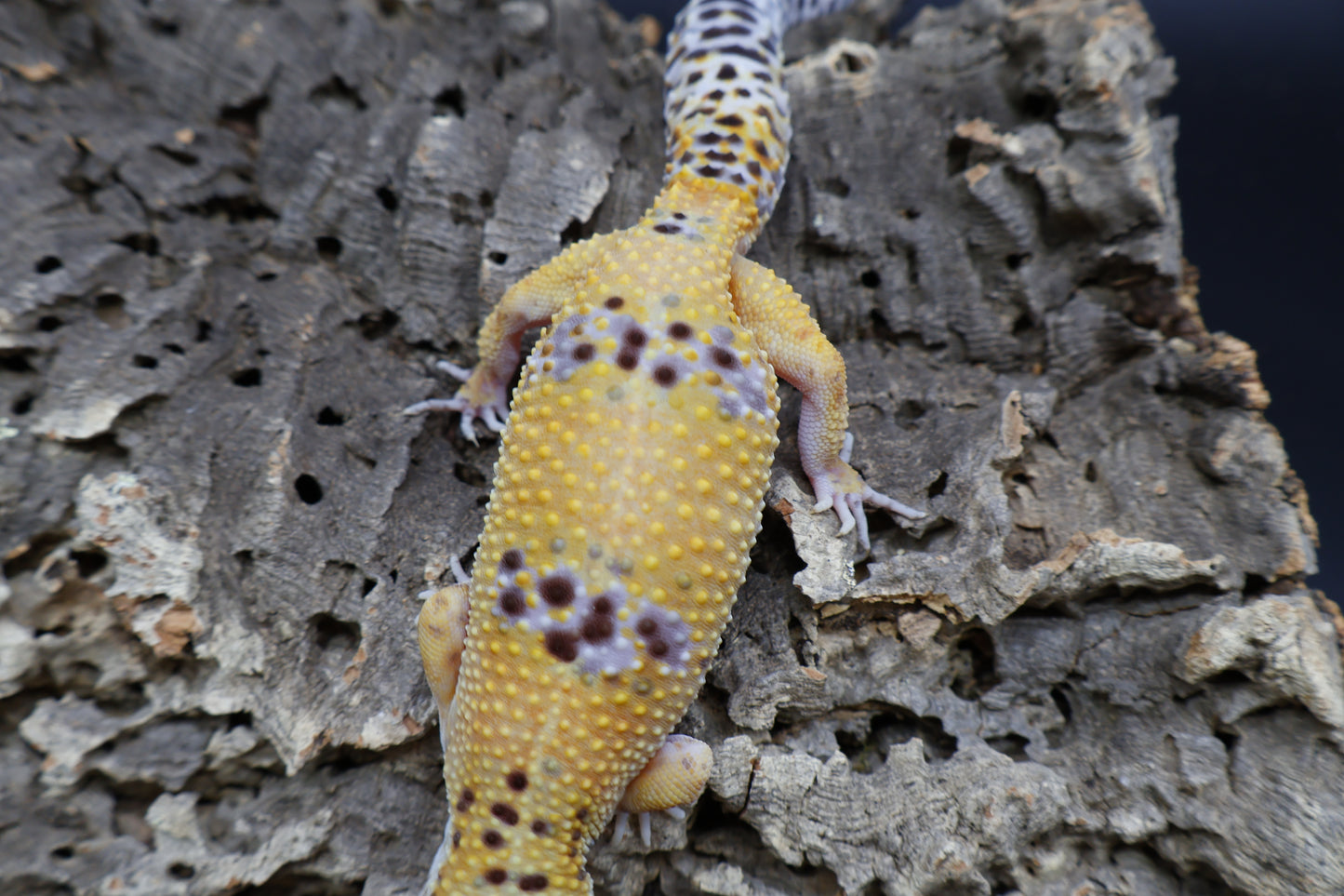 Female Firebold lavender pos. het Cipher